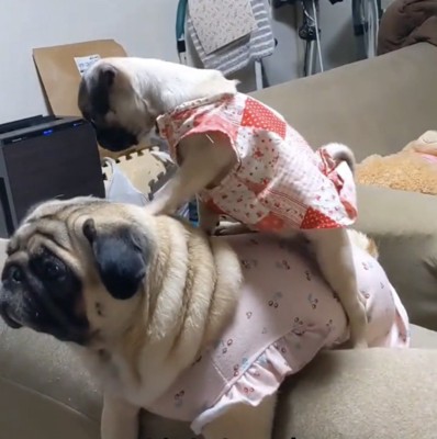 背中で向きを変える子犬