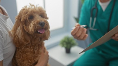 獣医師の前で飼い主に抱きかかえられている犬