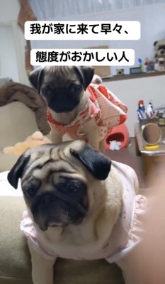 背中に乗る子犬