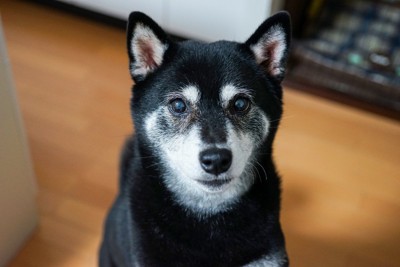 おすわりする柴犬