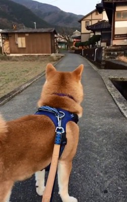 切ない後ろ姿のあお君
