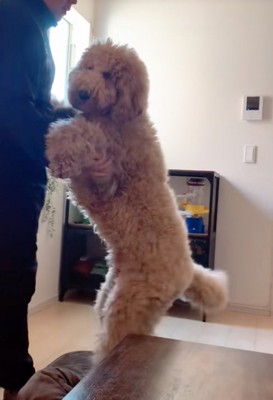 降ろしてもらった大型犬