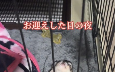 眠る犬の顔