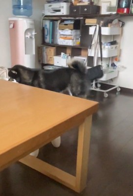 咥えたまま歩くコテツくん