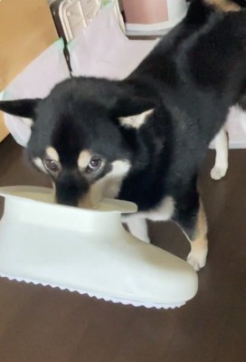 上目遣いのコテツくん