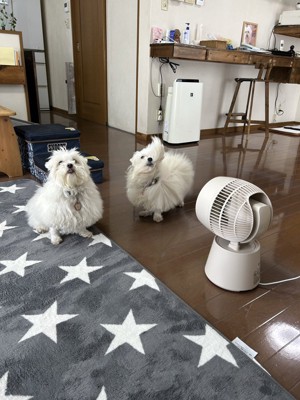 家族