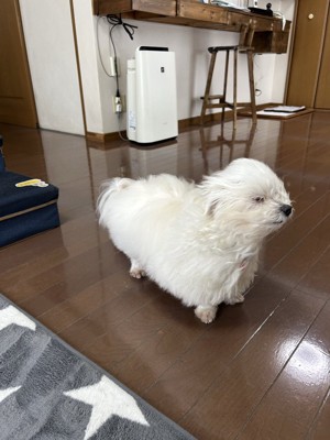 トンガリ