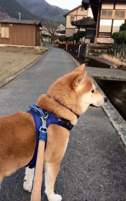 反対方向を見るあお君