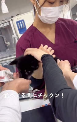 おやつを食べる子犬