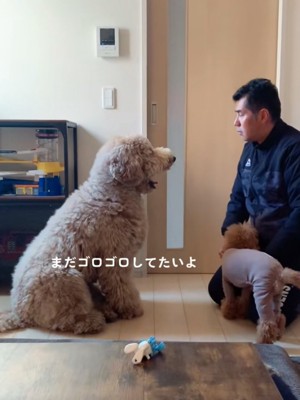 文句を言う大型犬