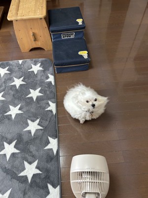 原型