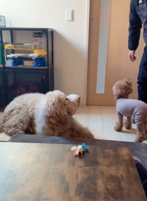 見上げる2匹の犬