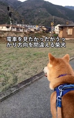 見続けるあお君