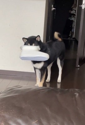 顔が見えないコテツくん