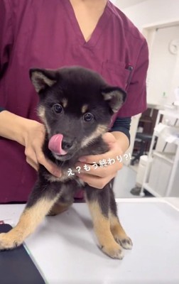 舌を出す子犬