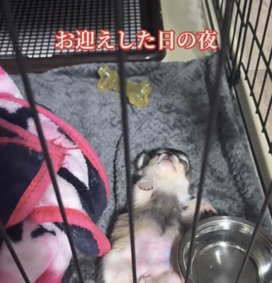 仰向けで眠る犬