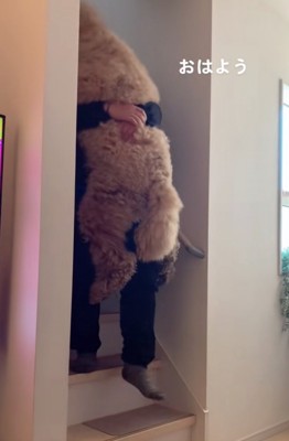抱っこで階段を降りる大型犬