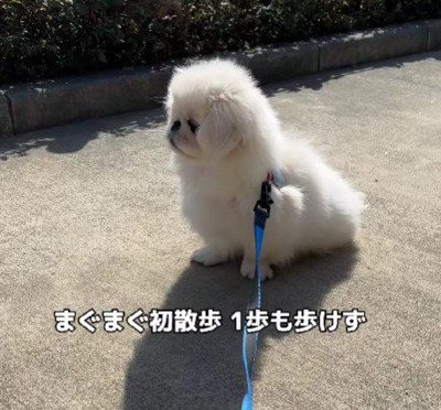 お散歩を練習中