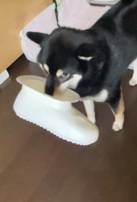 飼い主さんを見るコテツくん