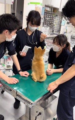 おすわりするゆずちゃん