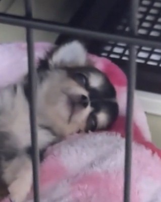 目を開けて眠る犬