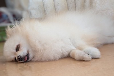 リラックスして寝ている犬