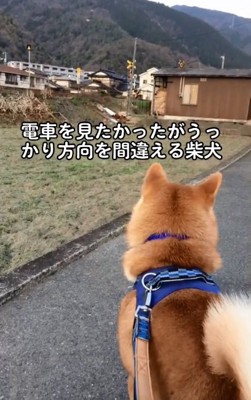 電車を見にきたあお君