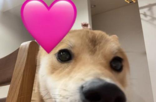 カメラをじーっと観察