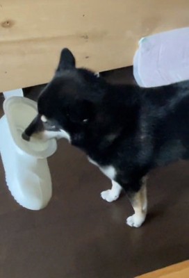 近寄る飼い主さん