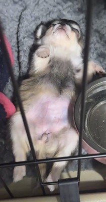 無防備に爆睡する犬