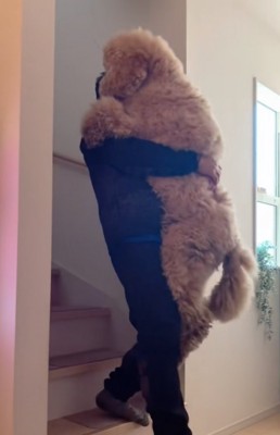 抱っこで階段を降りる大型犬2