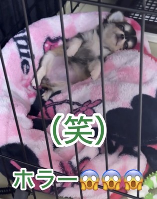 へそ天で眠る犬
