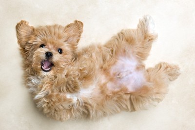 へそ天している犬