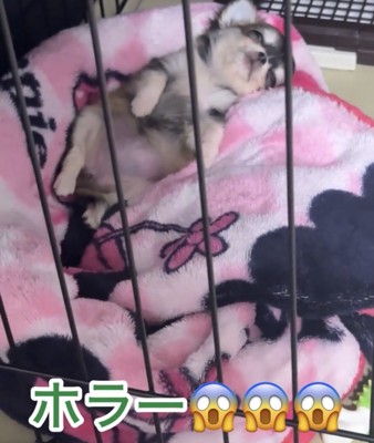 半目で眠る犬