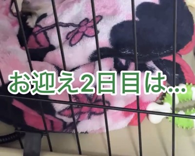 毛布の中で眠る犬