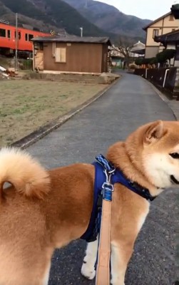 電車に気付かないあお君