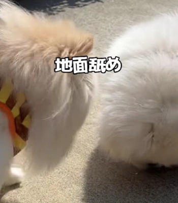 応援が届いていない！？