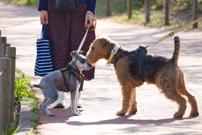 散歩、犬同士の挨拶