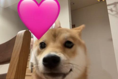 柴犬さんが乱入！？