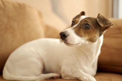 振り返る犬