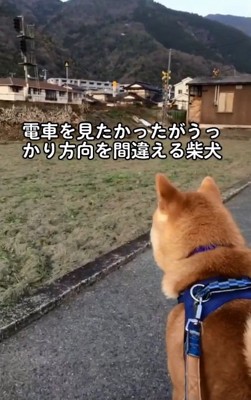 正しい方向を見るあお君
