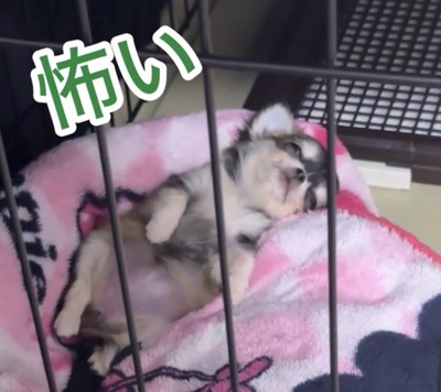 半目のまま眠る犬