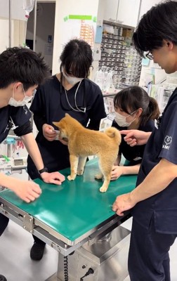 興味津々なゆずちゃん