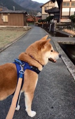 天然なあお君