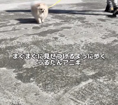 「こうやって歩くんだよ」