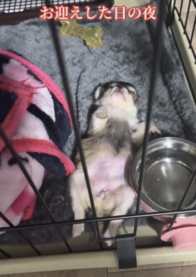 お腹を見せて眠る犬