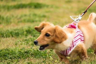 草原で吠える犬