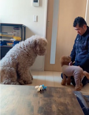 首を傾げる小型犬