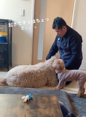 膝枕してもらう大型犬