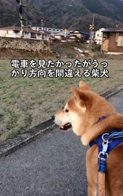 電車を探すあお君
